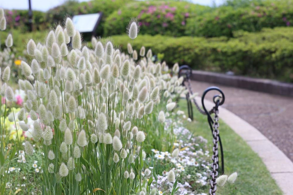 Bunny Tail Grass Seeds for Planting Lagurus ovatus for ornamental gardens and ground cover