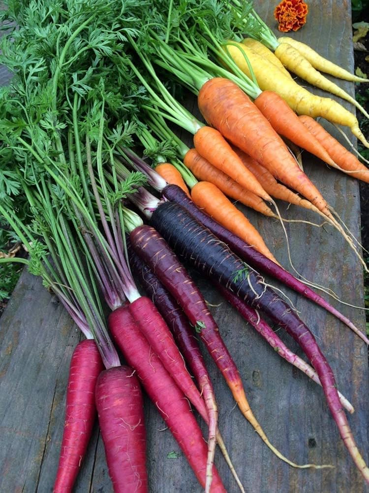 Rainbow Carrot Daucus carota Vegetable Seeds for Planting in Vegetable Patch for Planting, Premium Vegetable Seeds | Hei
