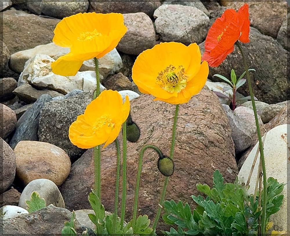 Iceland Poppy Mix Papaver nudicaule Seeds for Planting in Flower Beds Heirloom Non-GMO Seeds