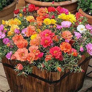 Rose Rosa spp Flower Seeds for Planting in Flower Bed Heirloom Non-GMO Seeds