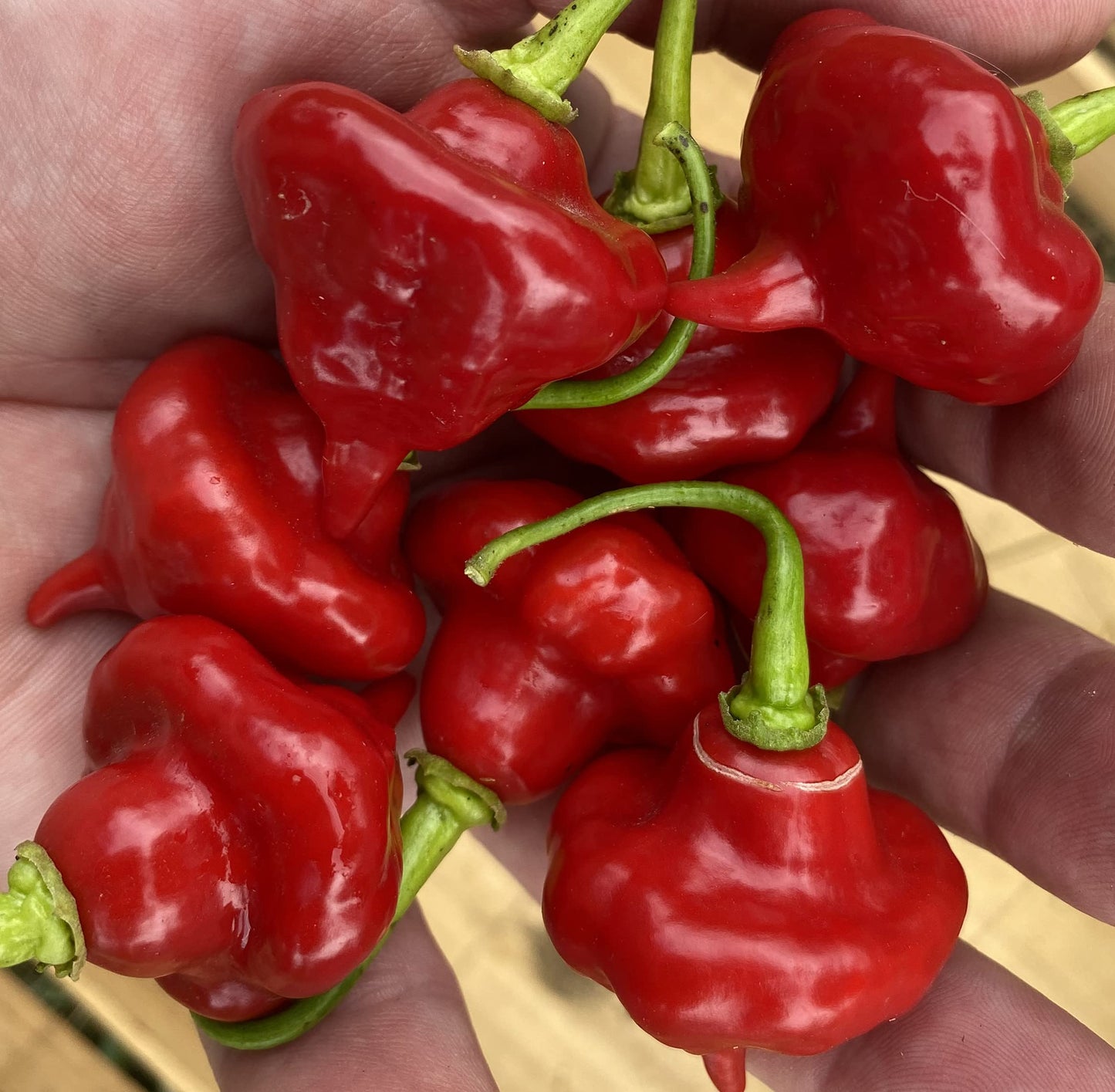 Sweet Cuban Aji Cachucha Capsicum chinense Pepper Seeds for Planting Heirloom Non-GMO Seeds