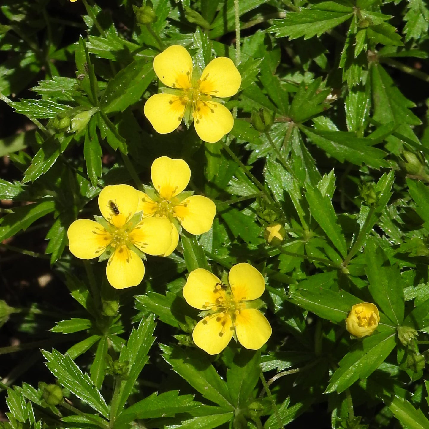 Tormentil Potentilla erecta Flower Seeds for Planting in Wildflower Garden and Meadow Heirloom Non-GMO Seeds