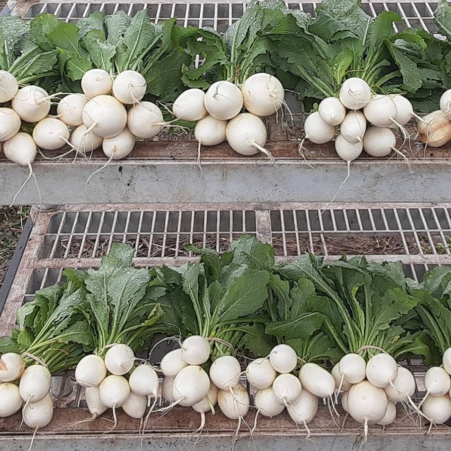 Hakurei Turnip Seeds for Planting Brassica rapa for vegetable patches and home gardens for Planting, Premium Seeds | Hei