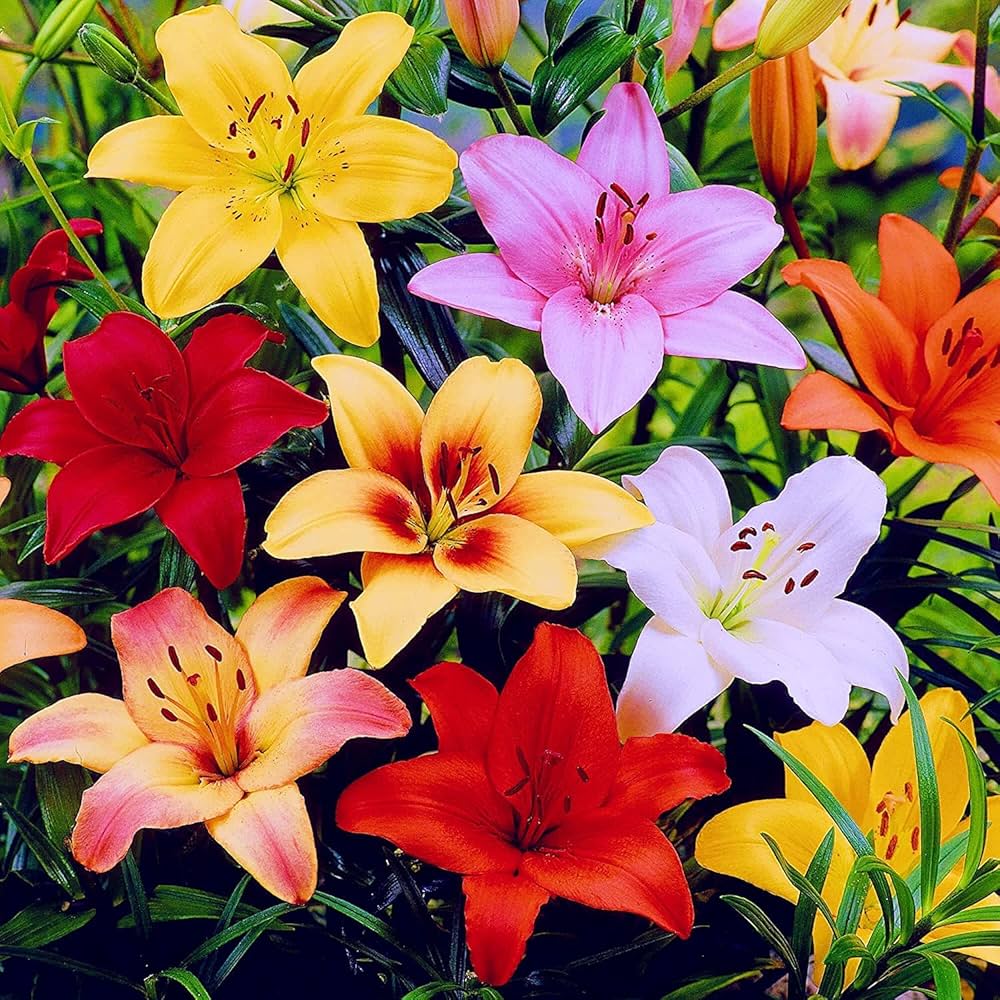 Mixed Lily Flower Lilium spp. Seeds for Planting urban garden home garden Heirloom Non-GMO Seeds