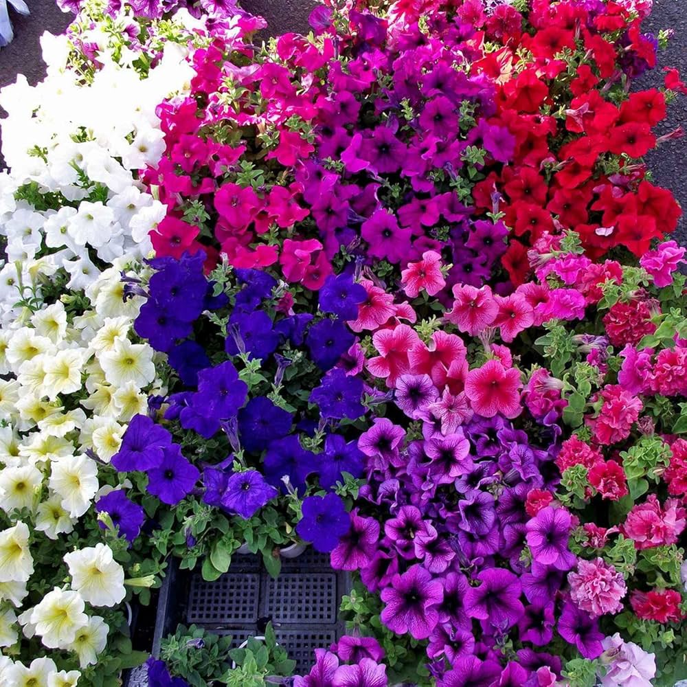 Petunia Mixed Colors Petunia spp. Seeds for Planting in Flower Bed Heirloom Non-GMO Seeds