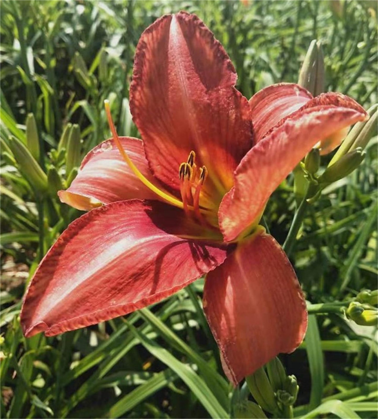 Daylily Hemerocallis spp. Seeds for Planting Heirloom Non-GMO Seeds