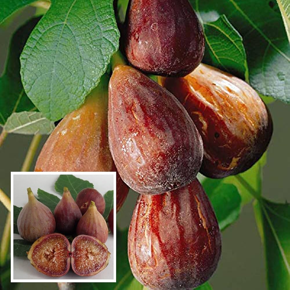Brown Turkey Fig Tree Seeds for Planting Ficus carica for edible gardens and patios Fruit Tree Seeds for Home Gardens, Containers & Outdoor Growing