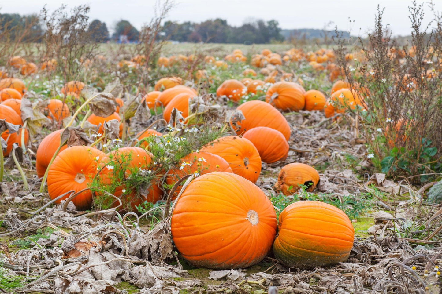 Giant Pumpkin Seeds for Planting Cucurbita maxima for vegetable patches and fall gardens for Planting, Premium Seeds | H