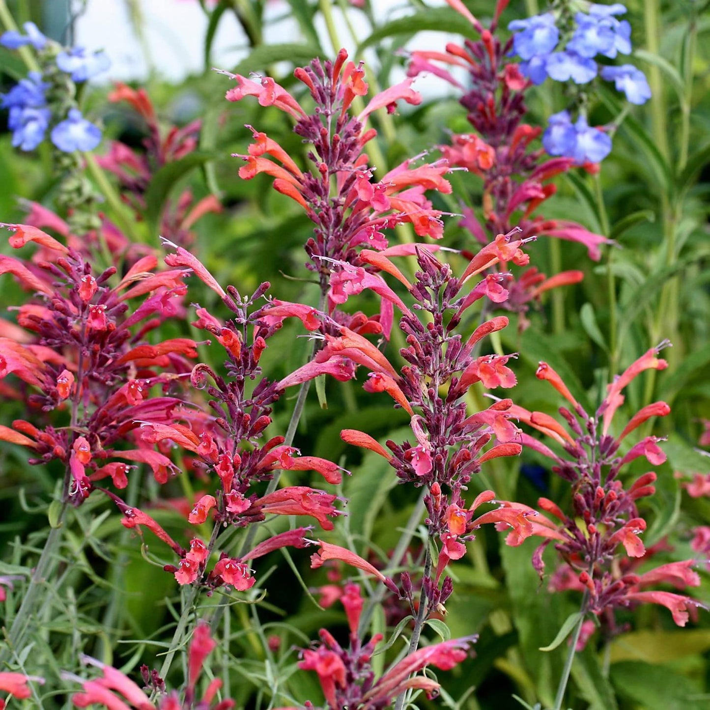 Hummingbird Mint Seeds for Planting Agastache spp. for flower beds and pollinator gardens Heirloom Non-GMO Seeds
