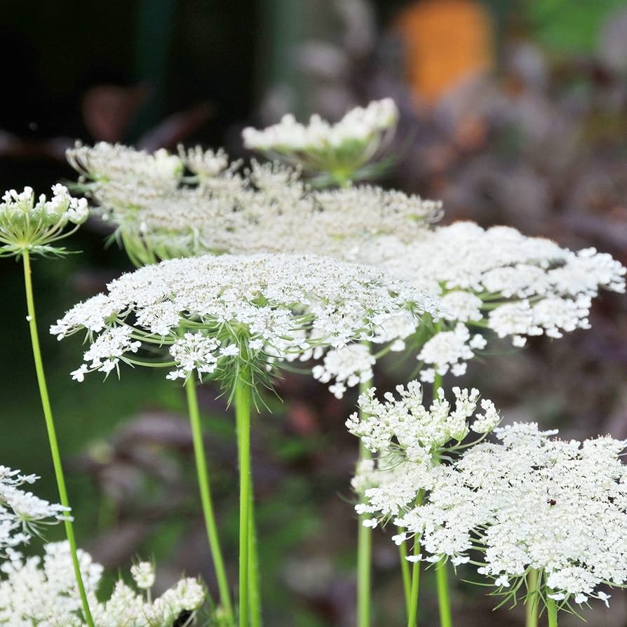 Queen Anne's Lace (Daucus carota) Flower Seeds for Planting in Flower Bed and Garden Heirloom Non-GMO Seeds