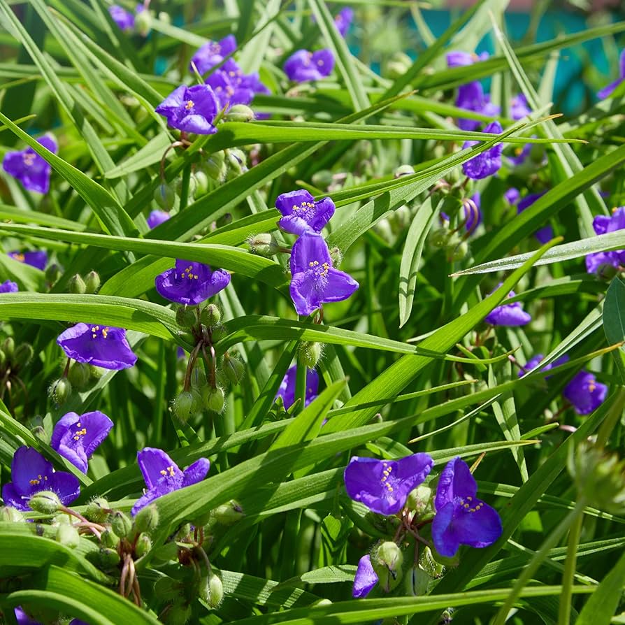 Ohio Spiderwort Seeds for Planting Tradescantia ohiensis for flower beds and meadow gardens Heirloom Non-GMO Seeds