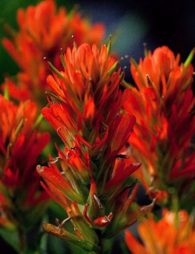 Castilleja Coccinea Seeds for Planting in Wildflower Garden and Meadow Heirloom Non-GMO Seeds