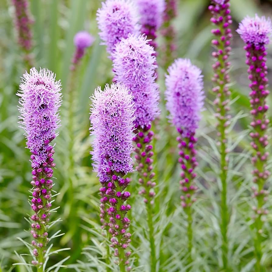 Liatris Spicata Liatris spicata Seeds for Planting in Flower Bed Heirloom Non-GMO Seeds