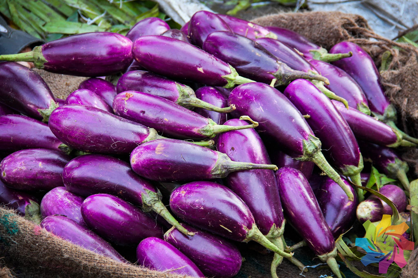 Amethyst Eggplant Seeds for Planting Solanum melongena for vegetable beds and balcony gardens for Planting, Premium Vege