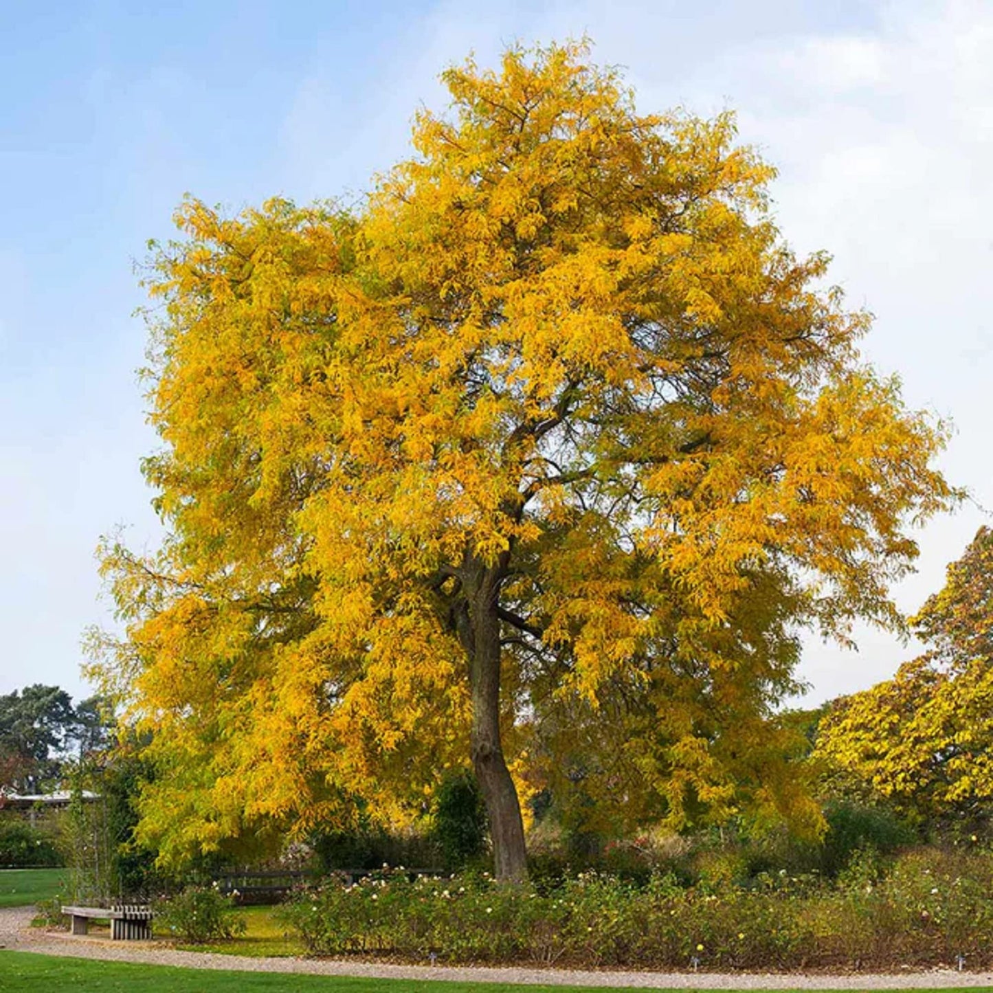 Honeylocust Gleditsia triacanthos Seeds for Planting in Shade Garden