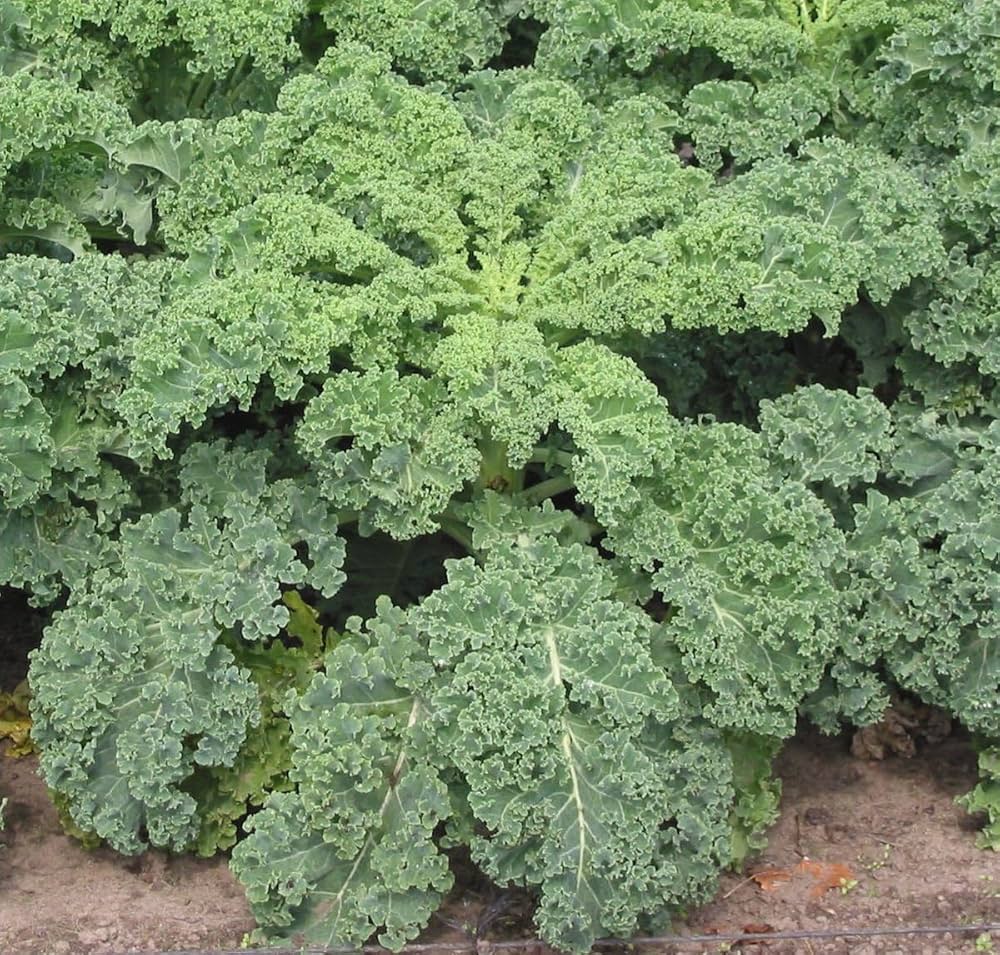 Kale Seeds for Planting Brassica oleracea for vegetable patches and urban gardens Heirloom Non-GMO Seeds