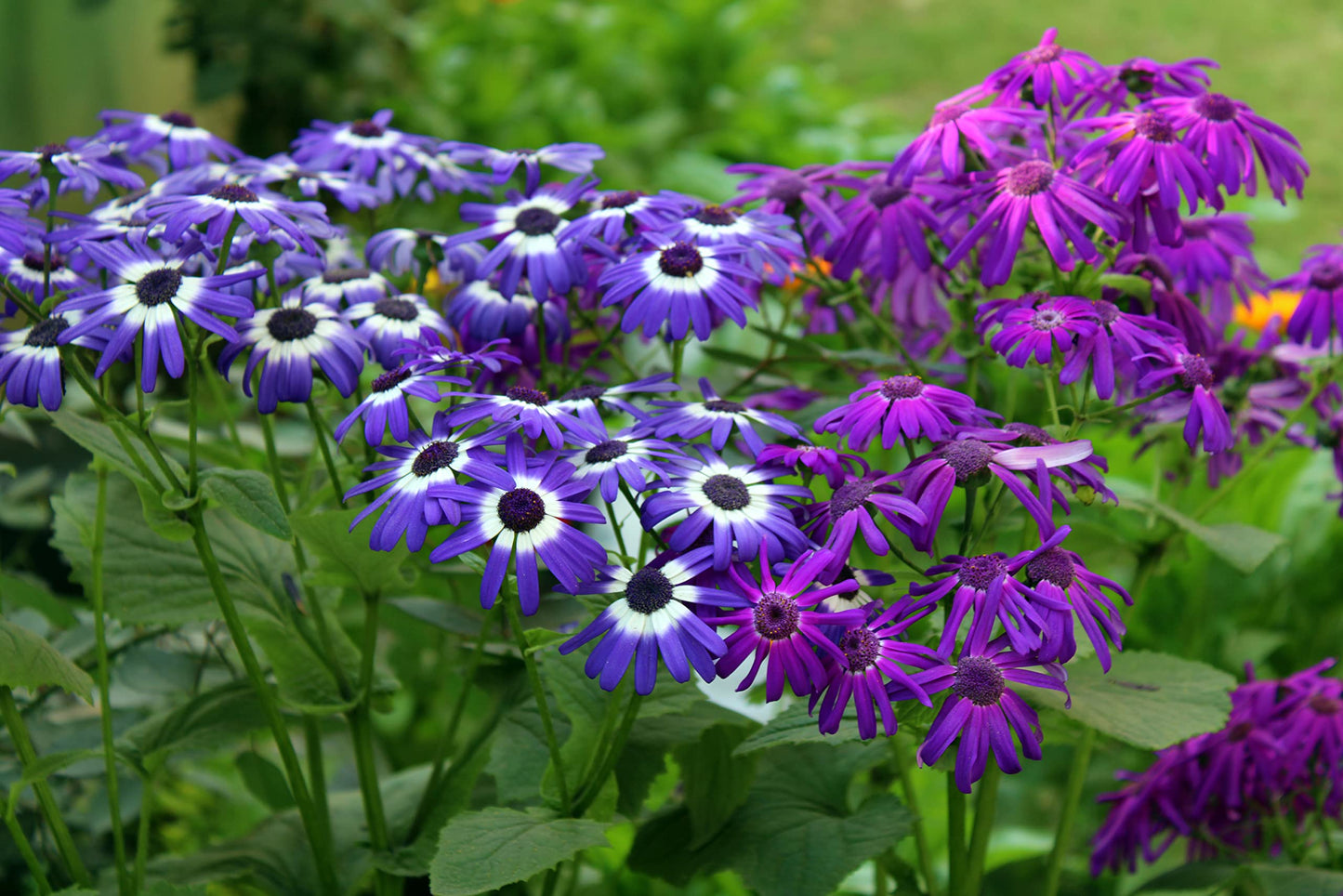 Mixed Colors Florists Cineraria Pericallis x hybrida Seeds for Planting in Flower Bed Heirloom Non-GMO Seeds