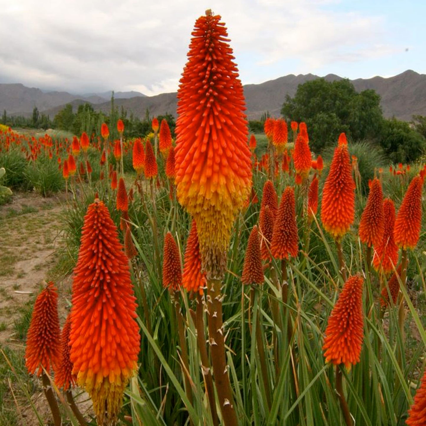 Kniphofia Lily Kniphofia uvaria Seeds for Planting in Flower Bed Heirloom Non-GMO Seeds