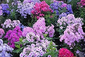 Phlox Phlox paniculata Seeds for Planting in Flower Bed & Garden Heirloom Non-GMO Seeds