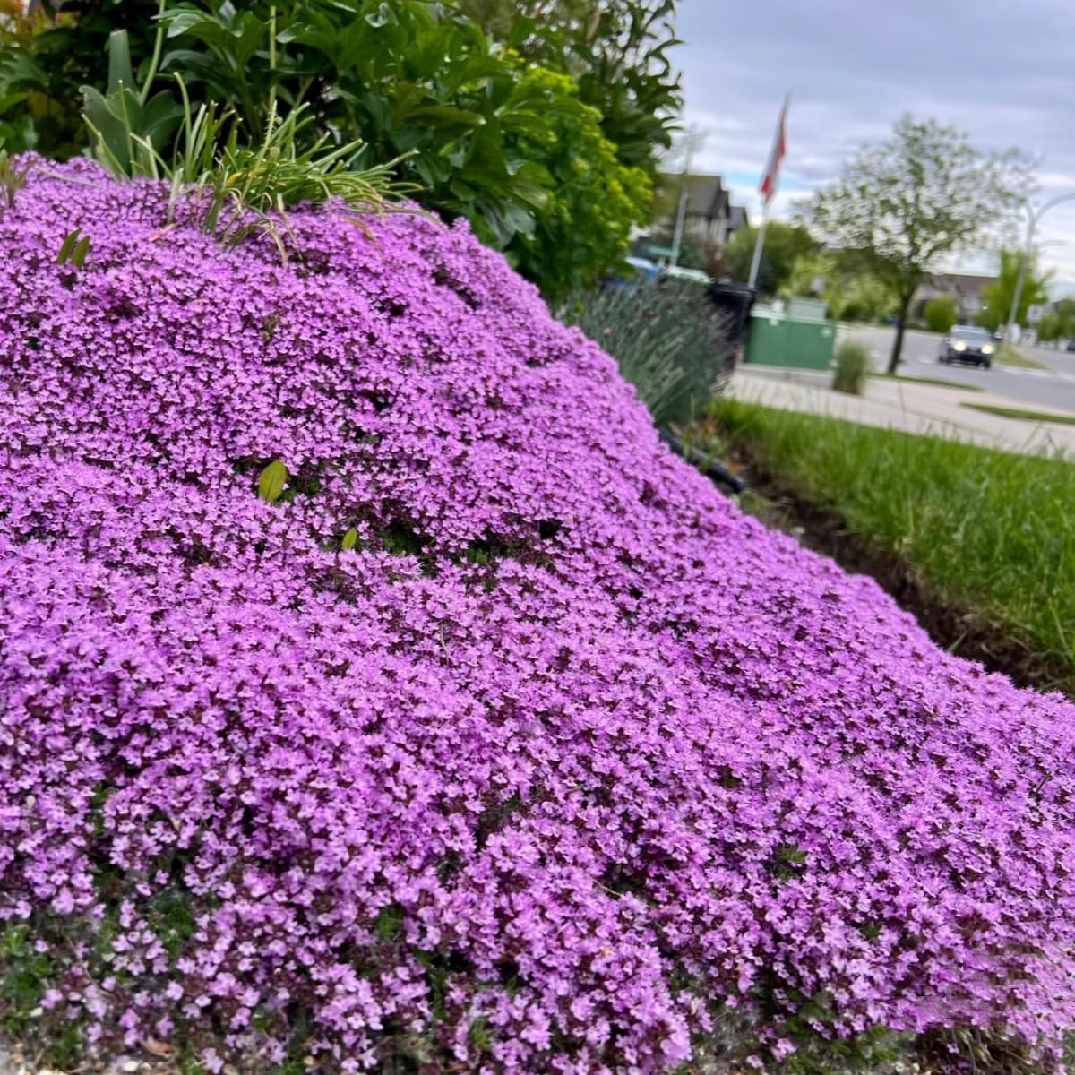 Creeping Thyme Thymus serpyllum Seeds for Planting in Flower Bed and Herb Garden Heirloom Non-GMO Seeds