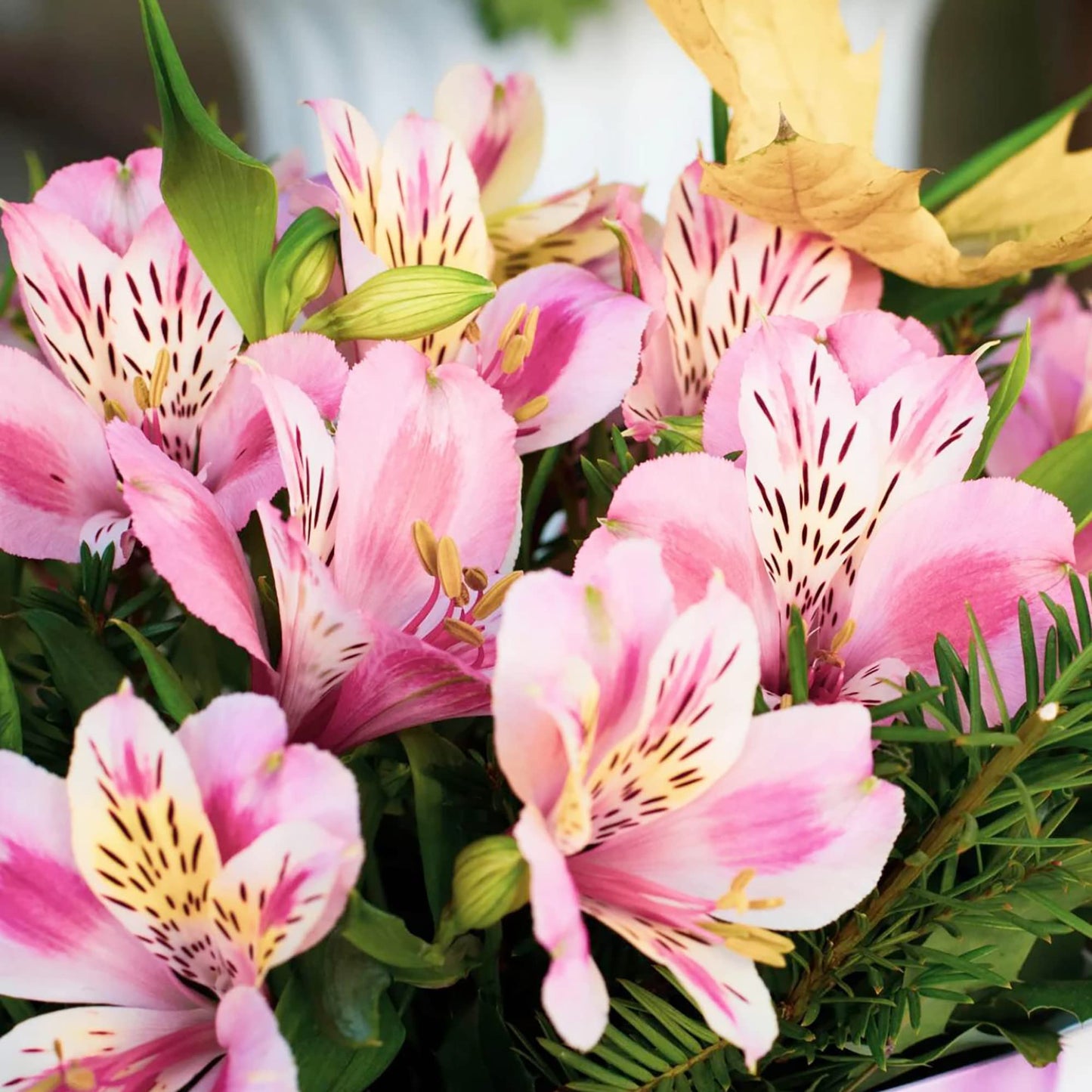 Peruvian Lily Alstroemeria Flower Seeds for Planting
