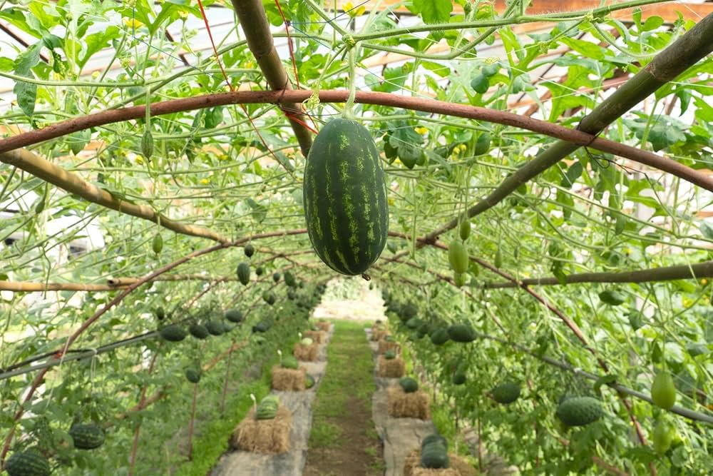 Watermelon Citrullus lanatus Seeds for Planting in Vegetable Patch Fruit Seeds for Home Gardens, Raised Beds & Outdoor Growing