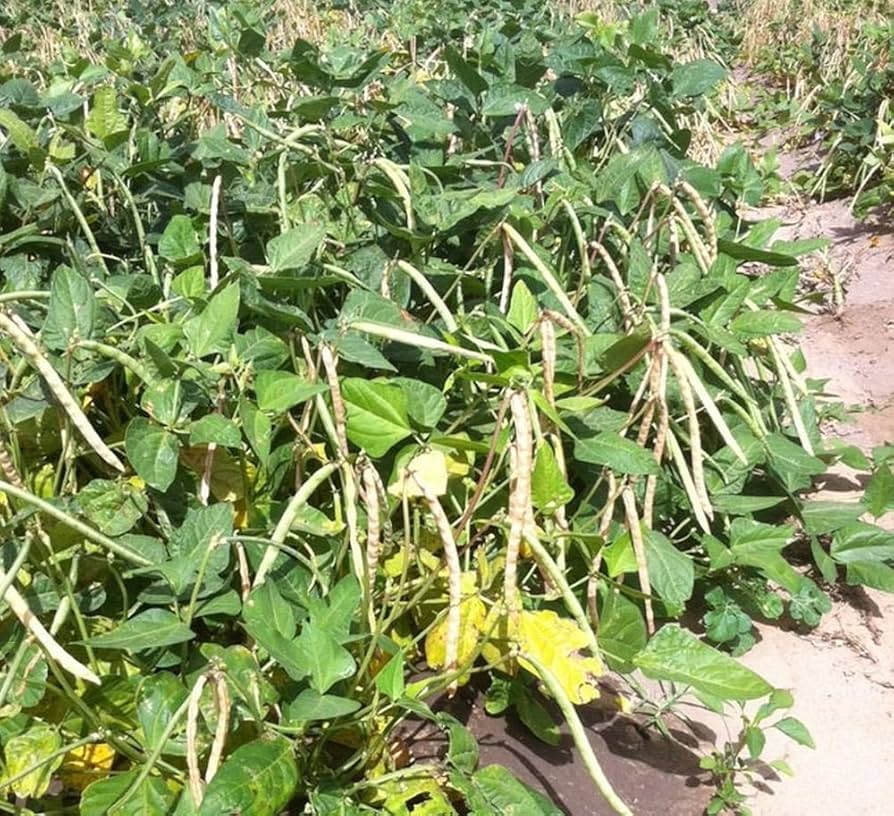 Dixie Lee Cream Crowder Southern Pea Vigna unguiculata Seeds for Planting in Vegetable Patch for Planting, Premium Veget