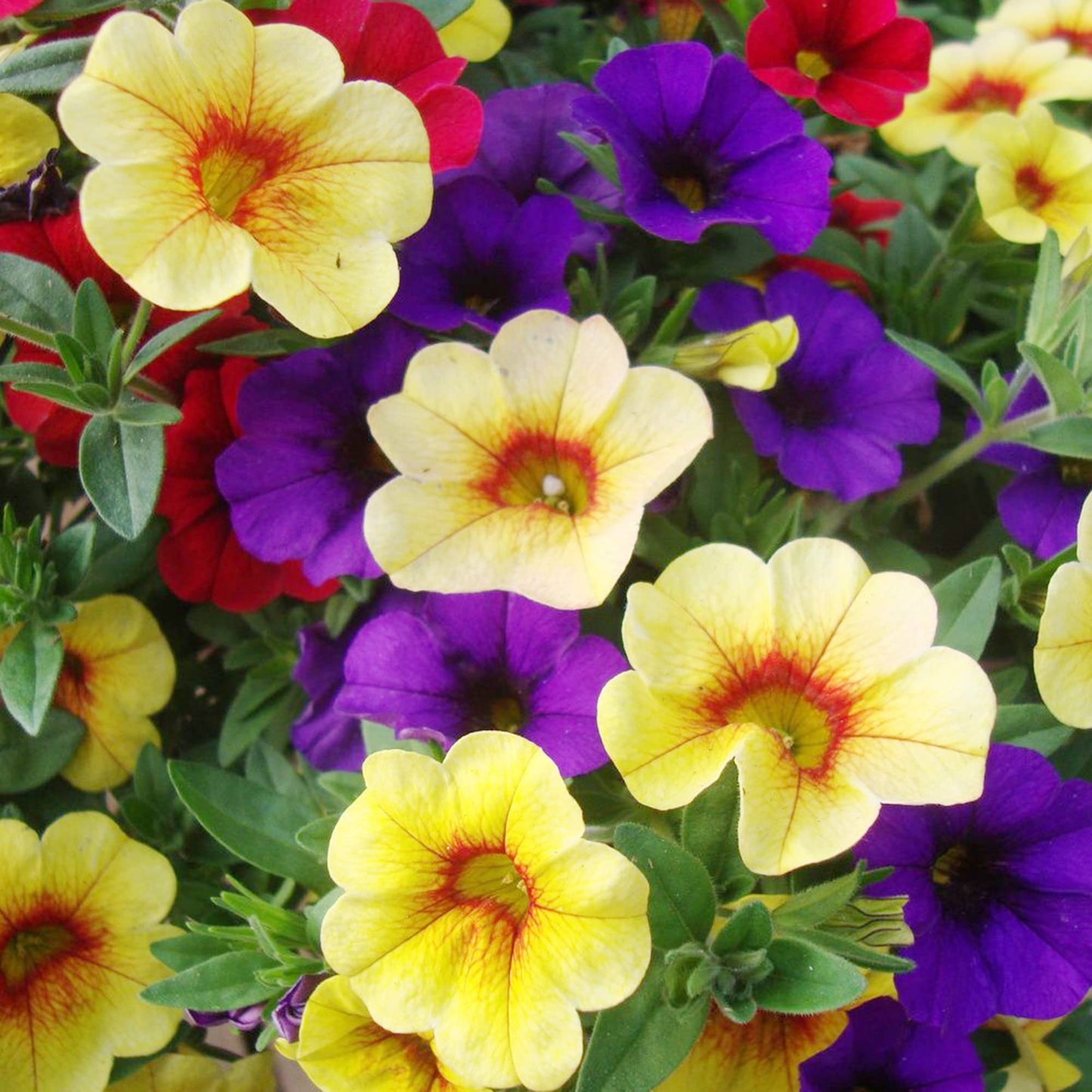 Calibrachoa Flower Seeds for Planting Calibrachoa Parviflora hanging basket flower bed Heirloom Non-GMO Seeds