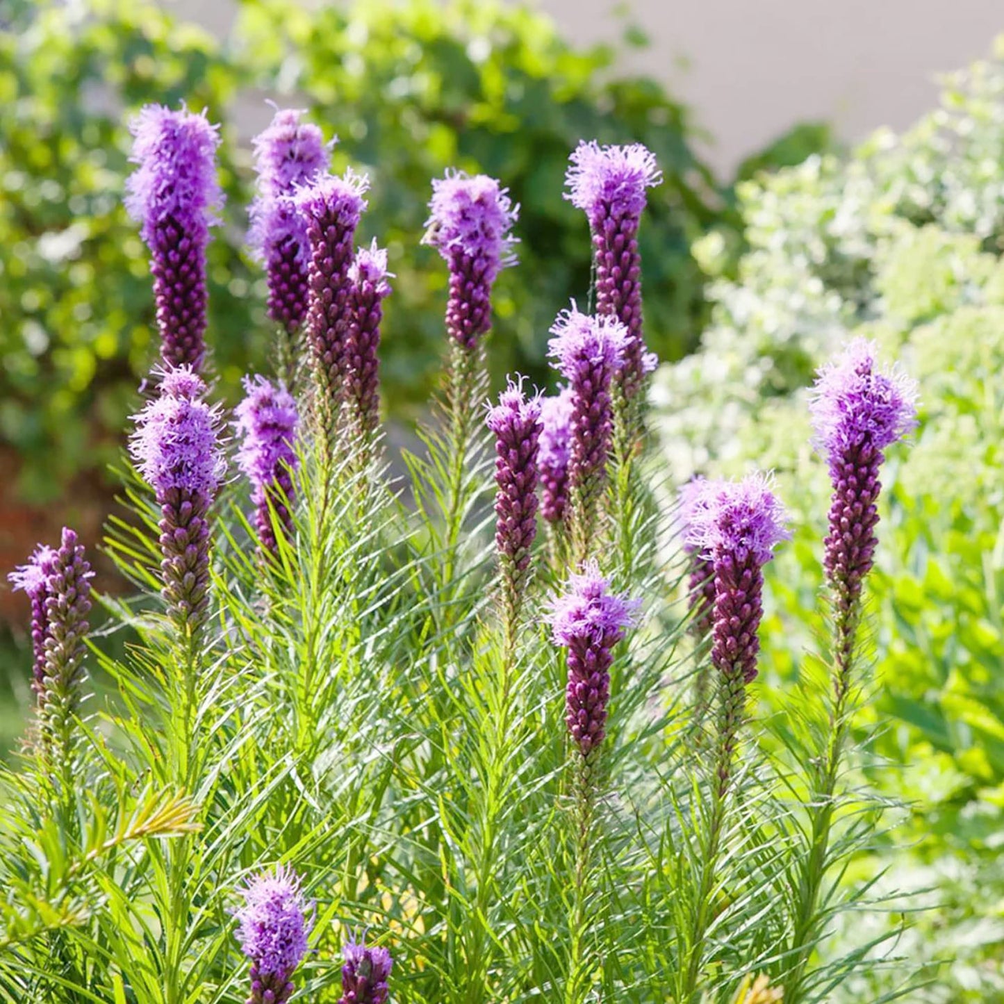 Gayfeather Blazing Star Liatris spicata Seeds for Planting in Flower Bed Heirloom Non-GMO Seeds