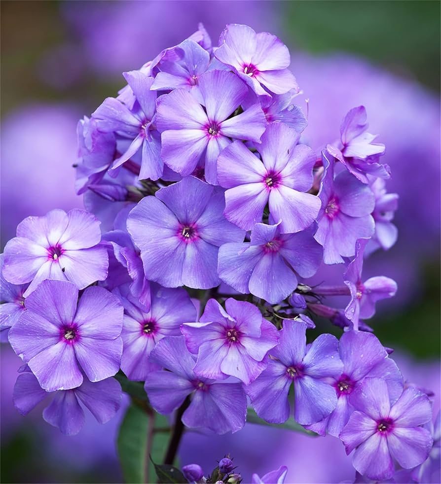 Mountain Phlox Phlox paniculata Flower Seeds for Planting in Garden and Flower Bed Heirloom Non-GMO Seeds