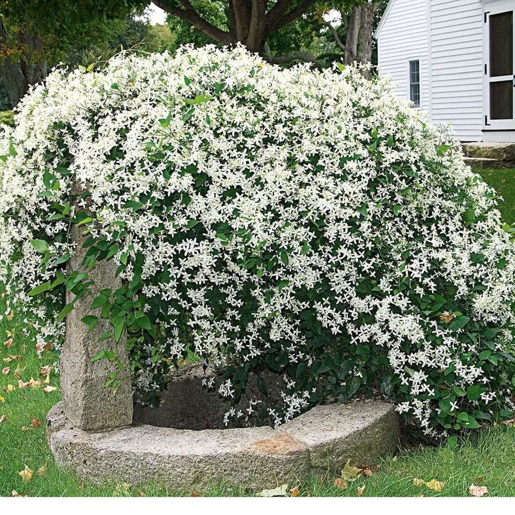 SWEET AUTUMN VINE Clematis terniflora Flower Seeds for Planting in Garden Heirloom Non-GMO Seeds