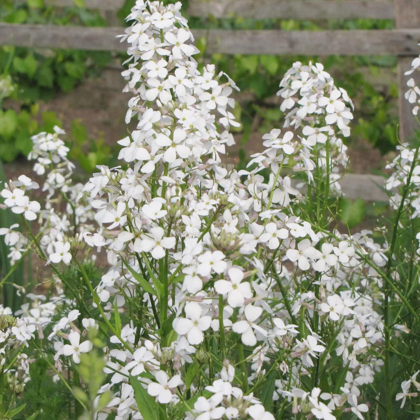 Hesperis Matronalis Seeds for Planting Hesperis matronalis for flower beds and wildflower gardens Heirloom Non-GMO Seeds