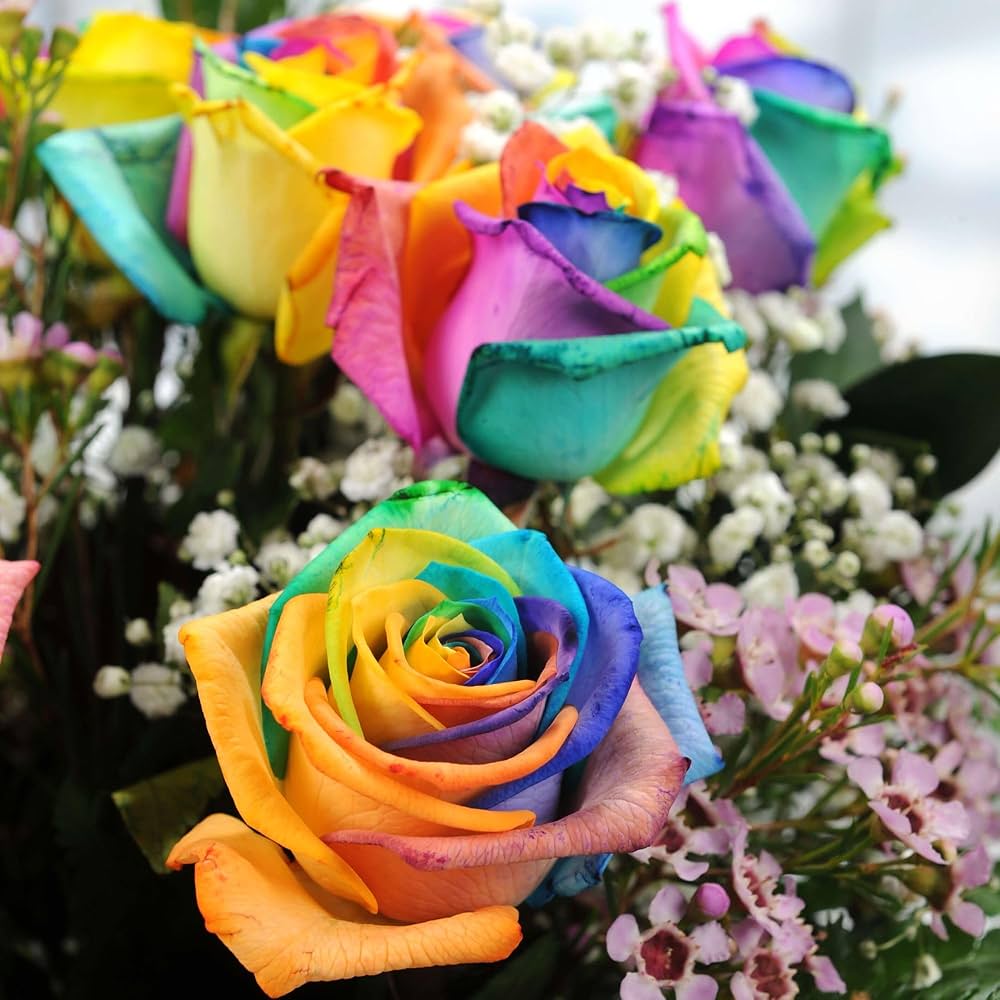 Mystic Rainbow Rose Bush Rosa spp. Seeds for Planting in Flower Bed Heirloom Non-GMO Seeds