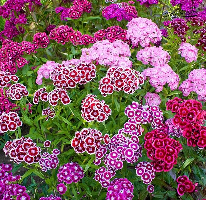 Dianthus Barbatus Sweet William Seeds for Planting in Flower Bed & Garden Heirloom Non-GMO Seeds