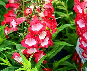 Penstemon Penstemon spp. Seeds for Planting in Flower Bed & Garden Heirloom Non-GMO Seeds