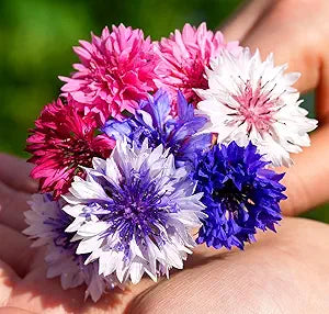 Centaurea Flower Centaurea cyanus Seeds for Planting in Flower Bed & Garden Heirloom Non-GMO Seeds