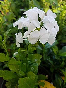 Leadwort Plumbago auriculata Seeds for Planting in Flower Bed & Garden Heirloom Non-GMO Seeds