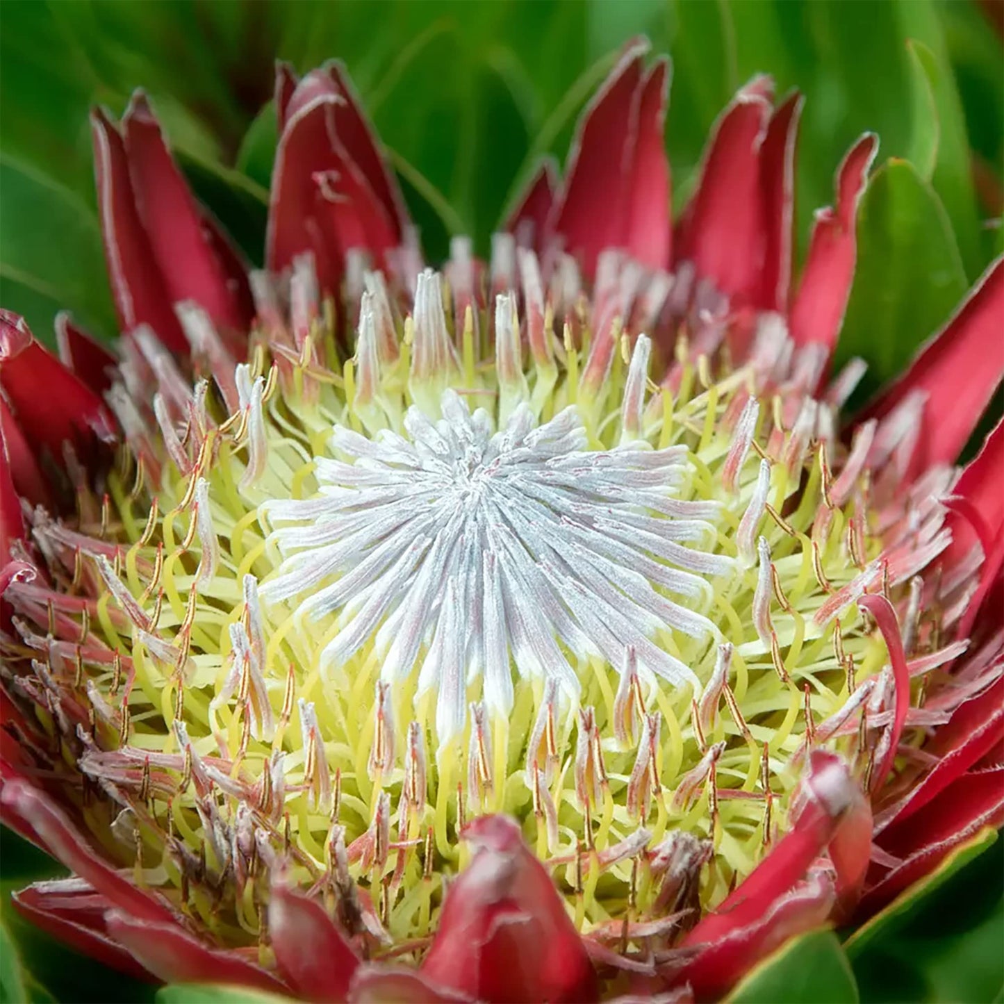 Protea Cynaroides Flower Seeds for Planting in Flower Bed Heirloom Non-GMO Seeds