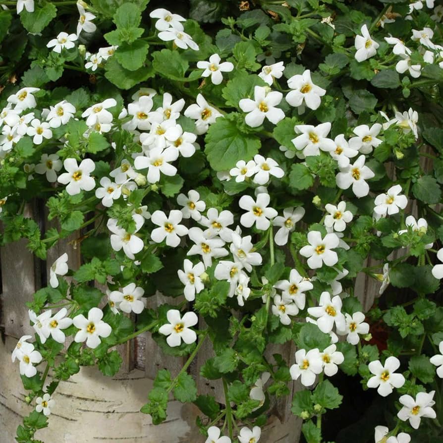 Hanging Bacopa Sutera Cordata Flower Seeds for Planting Heirloom Non-GMO Seeds