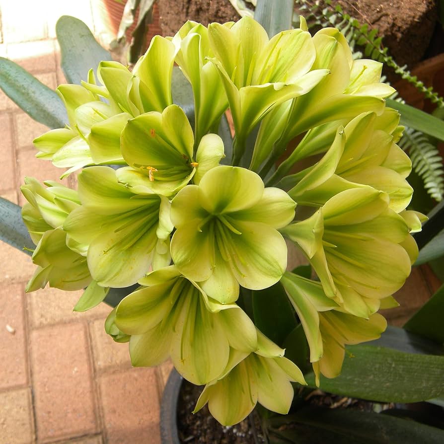 Clivia Miniata Seeds for Planting for shade gardens and pots Heirloom Non-GMO Seeds