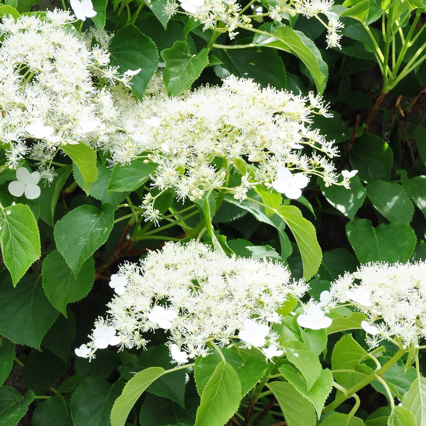 Climbing Hydrangea Seeds for Planting (KletterhortensieFlowerssamen) Heirloom Non-GMO Seeds