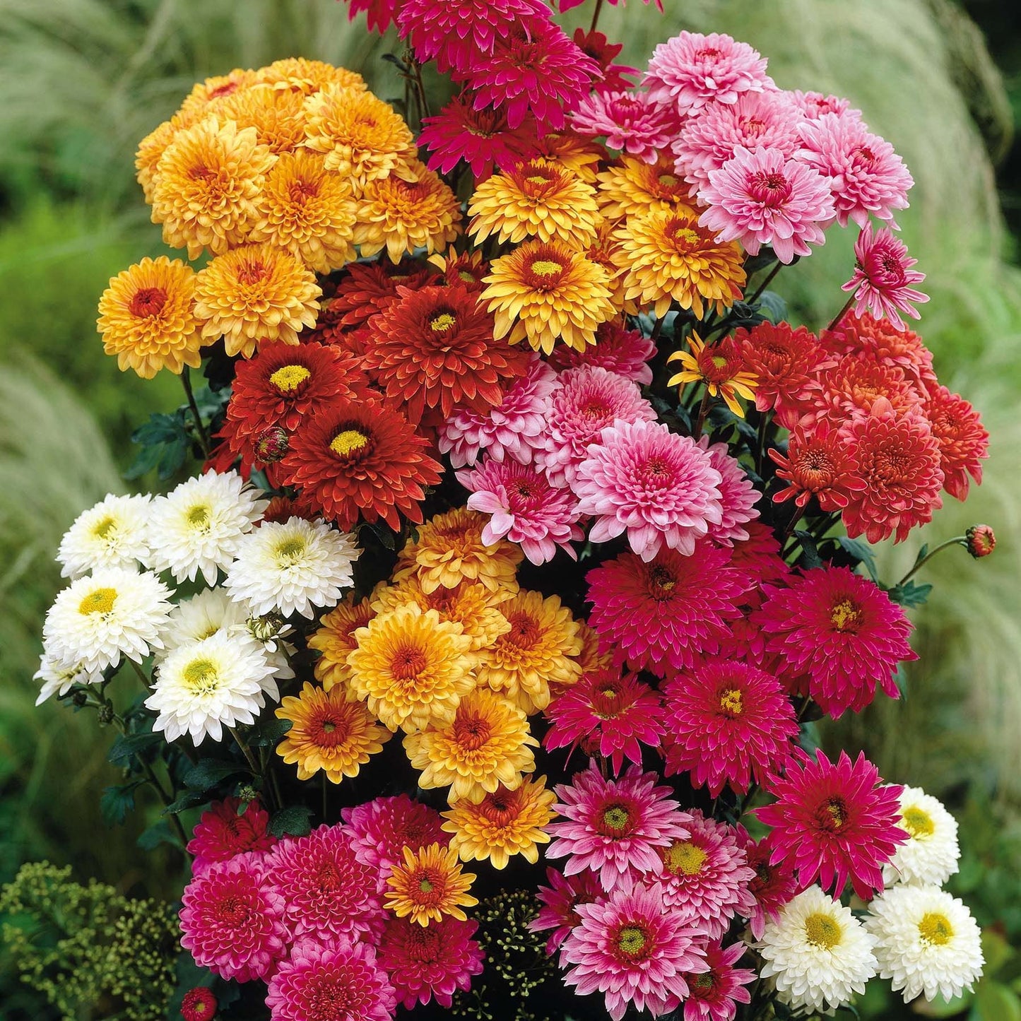 Chrysanthemum Seeds for Planting Chrysanthemum morifolium for flower beds and borders Heirloom Non-GMO Seeds