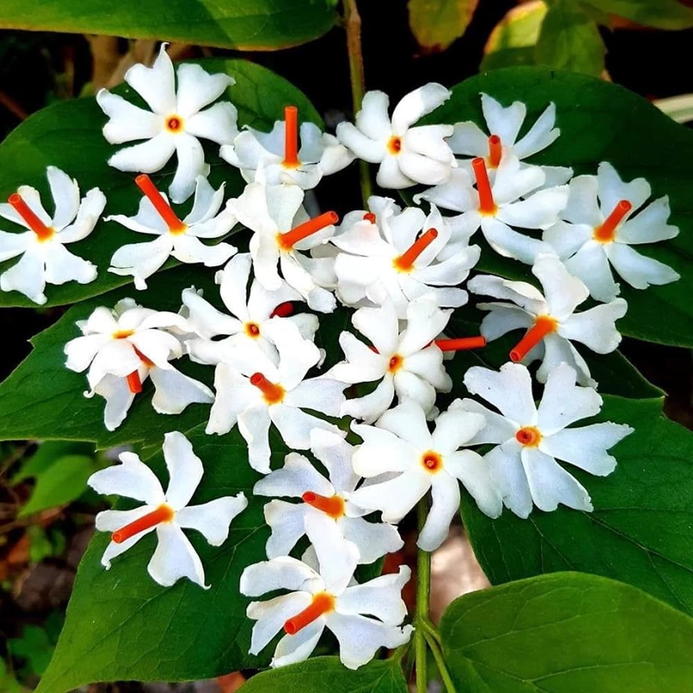 Harsingar Nyctanthes arbor-tristis Seeds for Planting in Home Garden Heirloom Non-GMO Seeds