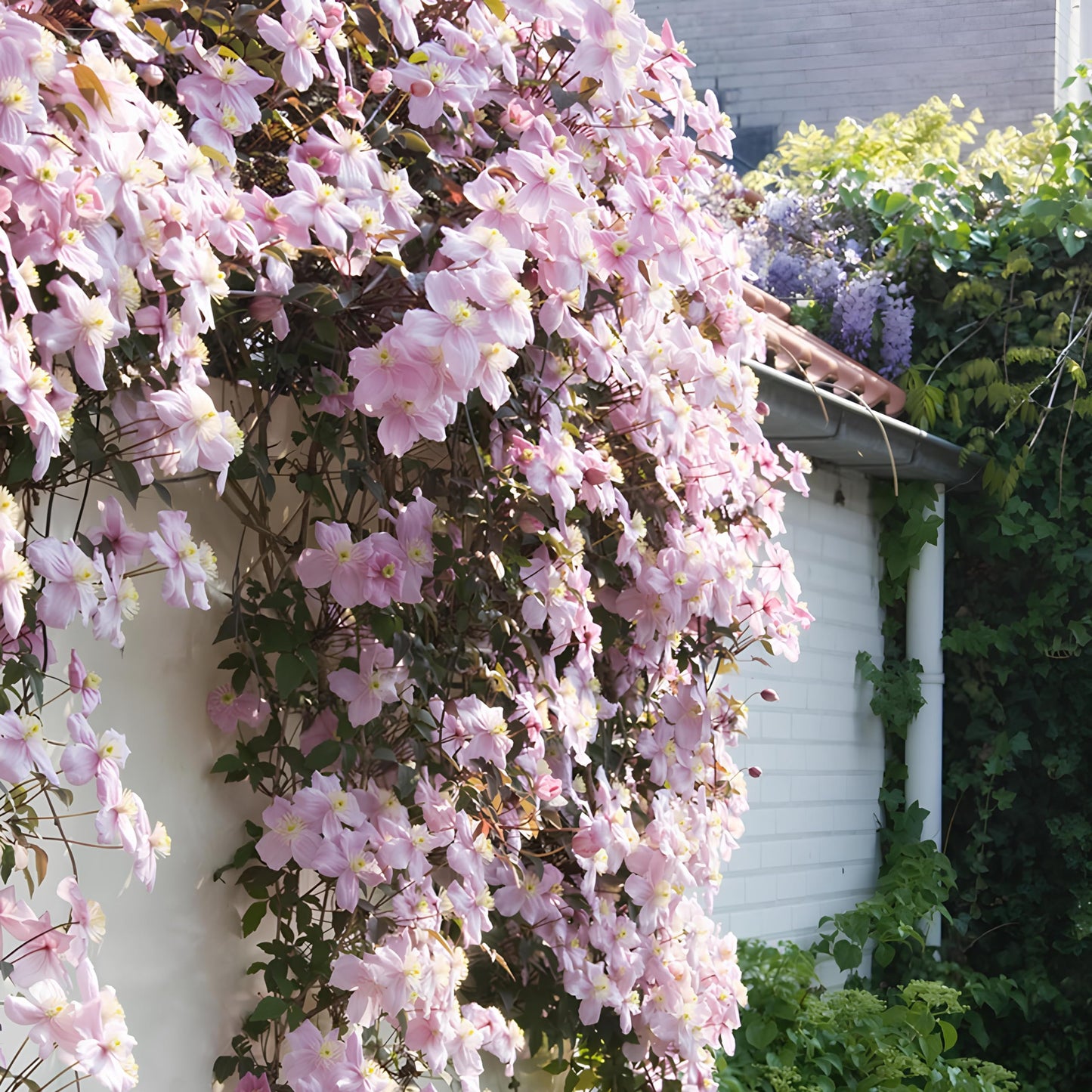 Multicolored Clematis Clematis spp. Seeds for Planting in Climbing Garden Heirloom Non-GMO Seeds