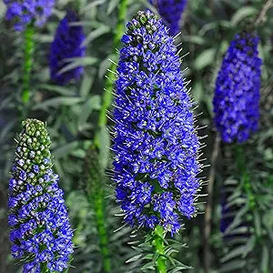 Echium Fastuosum Flowering Plant Echium fastuosum Seeds for Planting in Flower Bed & Garden Heirloom Non-GMO Seeds
