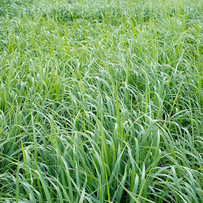 Switchgrass Panicum virgatum Plant Seeds for Planting in Landscape