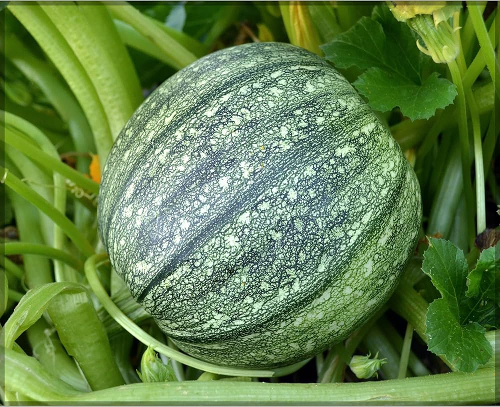 Round Zucchini Summer Squash Cucurbita pepo Seeds for Planting in Vegetable Patch for Planting, Premium Seeds | Heirloom