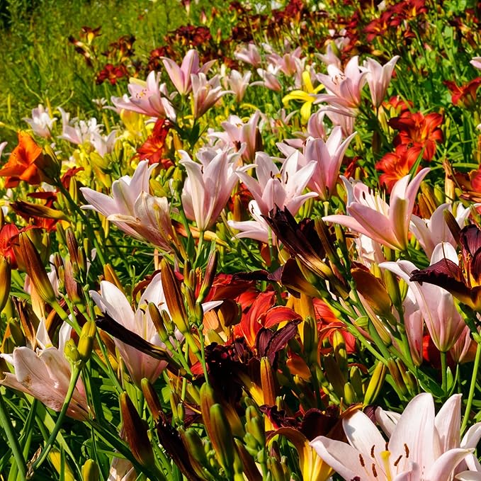 Daylily Hemerocallis spp. Flower Seeds for Planting in Flower Bed & Garden Heirloom Non-GMO Seeds