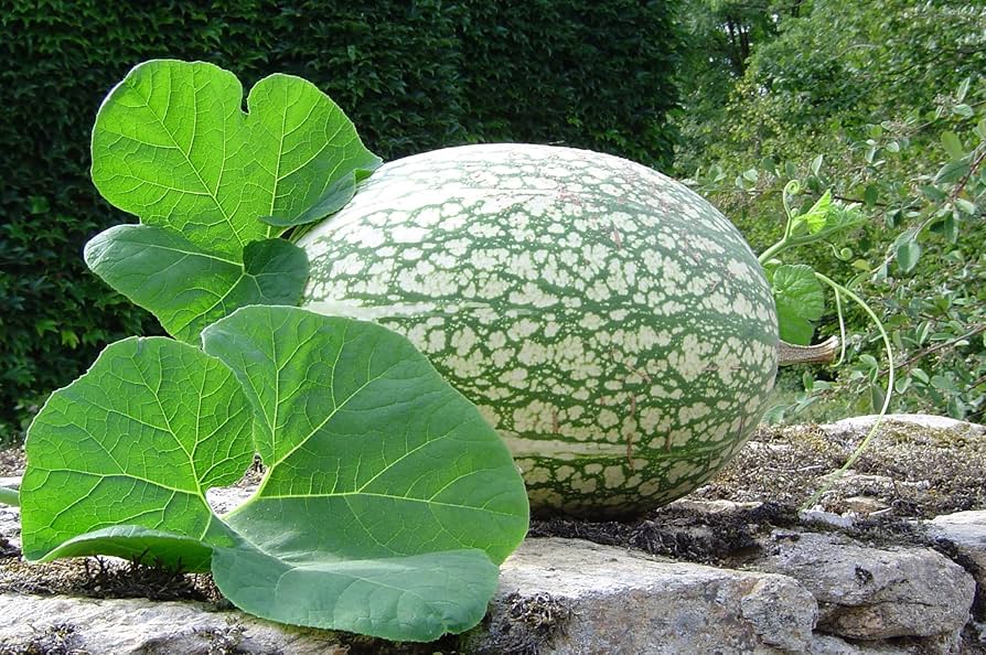 Shark Fin Melon Cucumis melo Seeds for Planting in Vegetable Patch for Planting, Premium Seeds | Heirloom Non-GMO