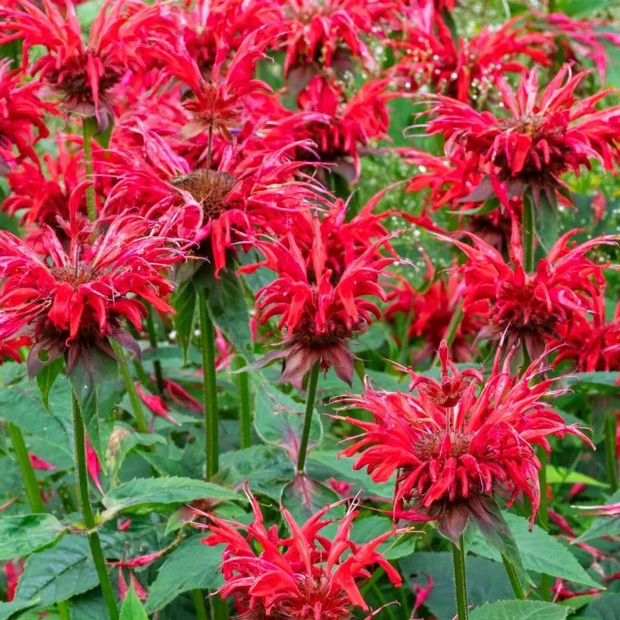 Bee Balm Seeds | Heirloom Non-GMO Flower Seeds for Home Gardens